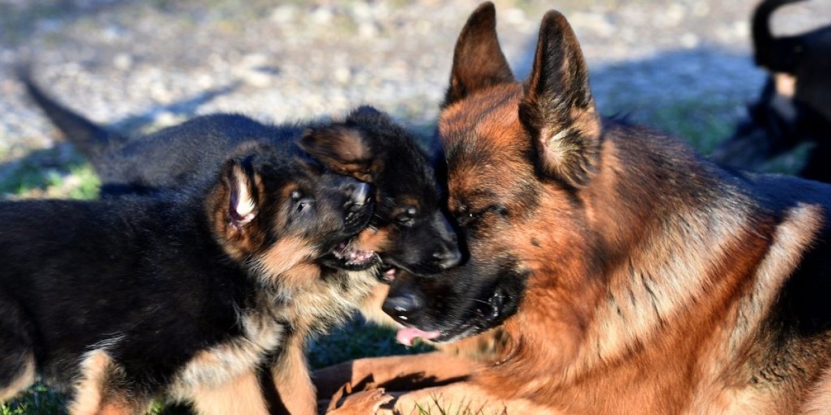 11 Ways To Completely Sabotage Your German Shepherd Buy Puppy